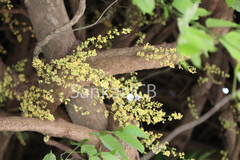 Diploclisia glaucescens